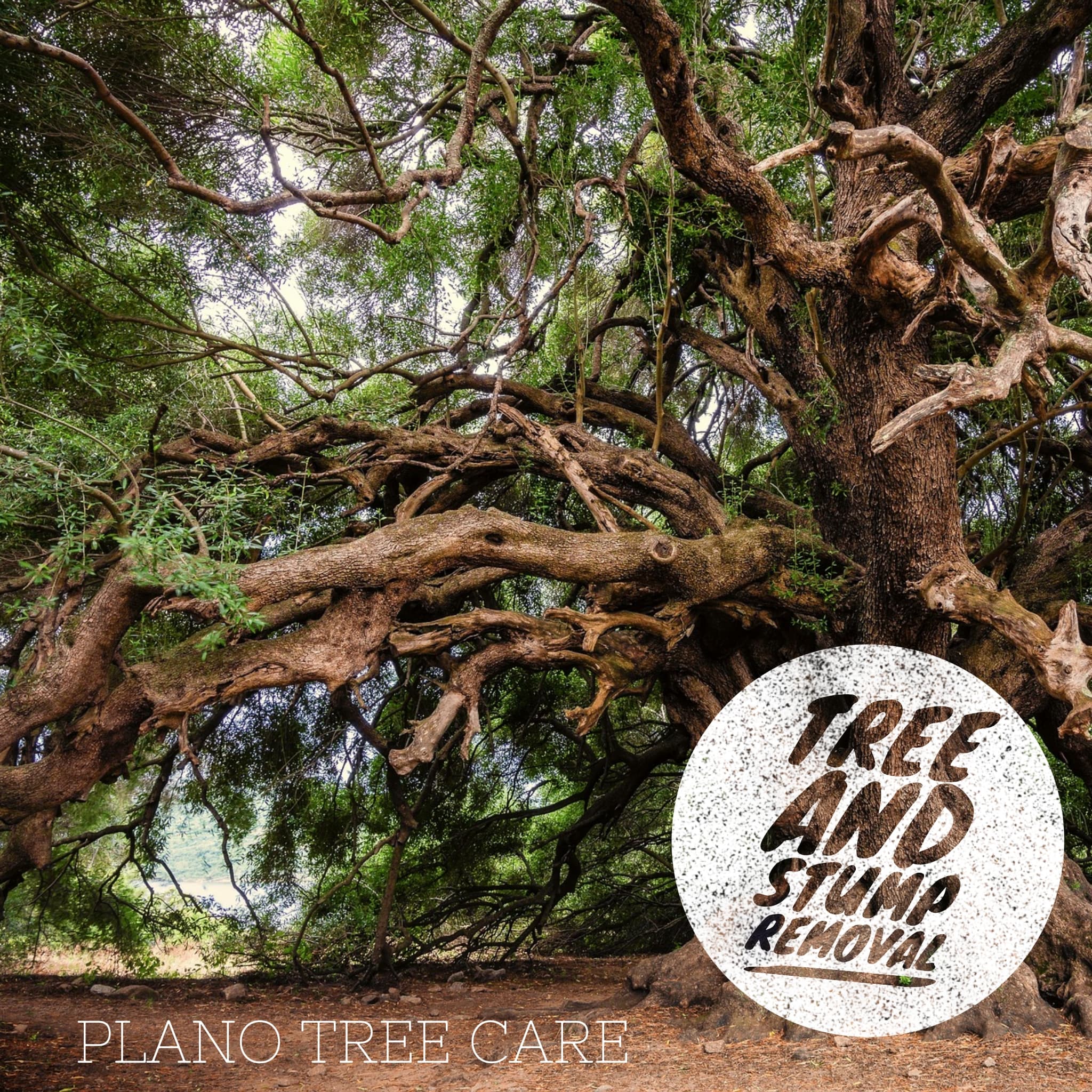 Tree & Stump Removal by Plano Tree Care