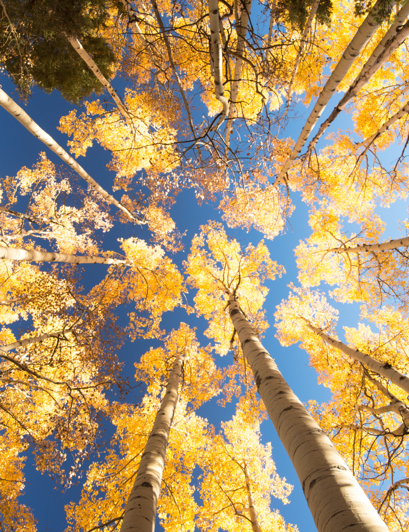 Fall Trees Plano Tree Care