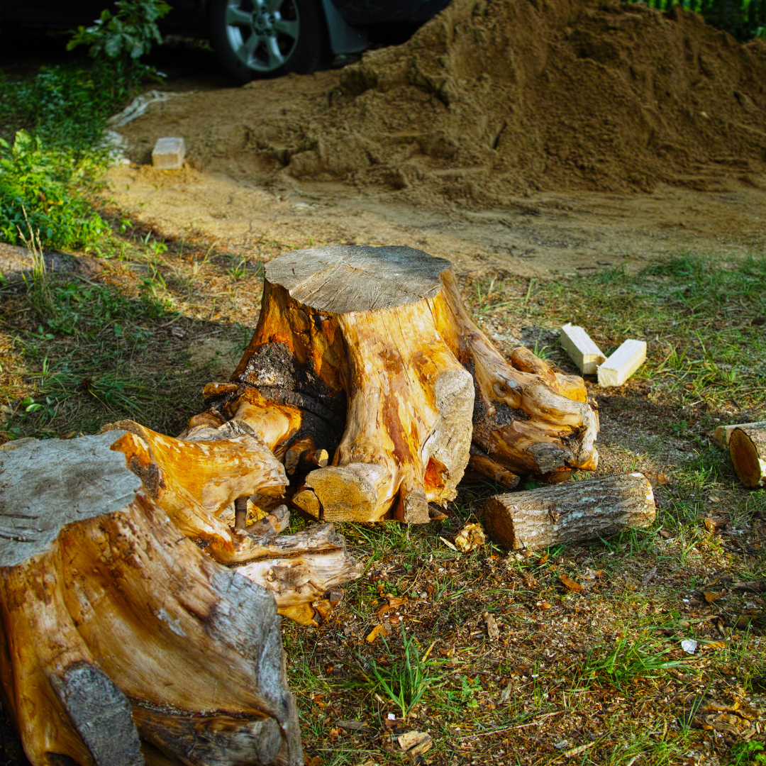 Tree Removal Services Plano Tree Care