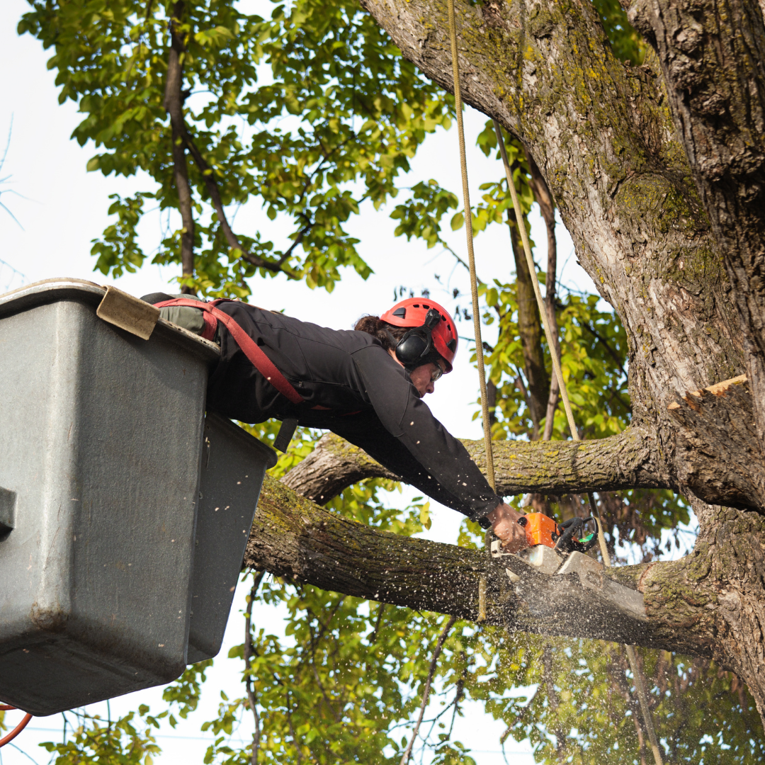 Tree Trimming Service Plano Tree Care