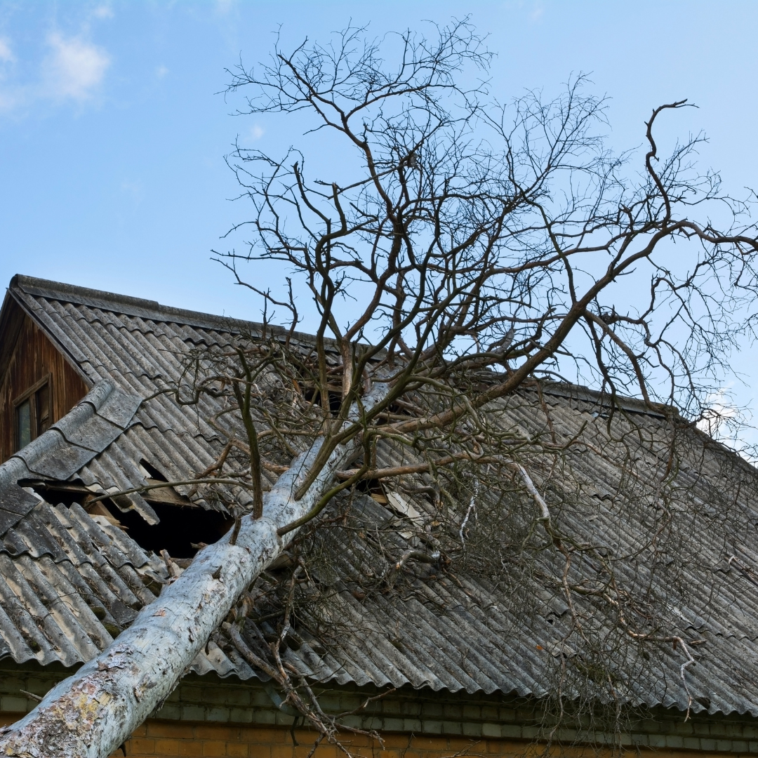 Emergency Tree Removal