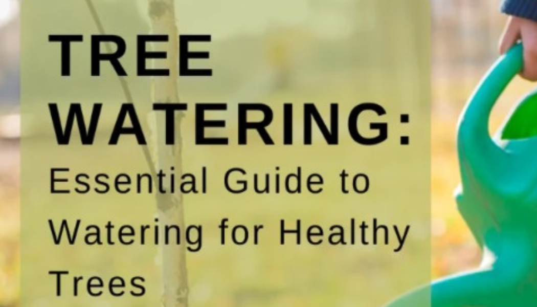 Tree Watering: Essential Guide to Watering for Healthy Trees