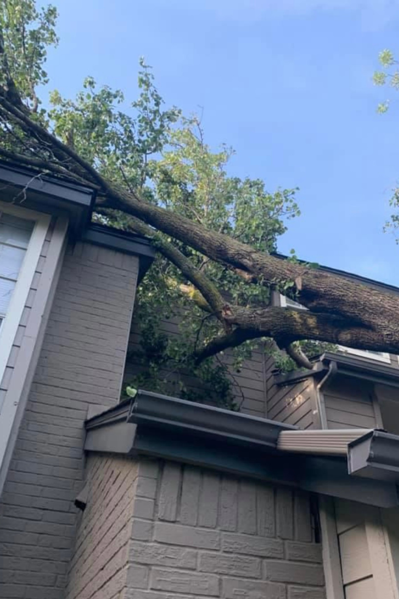 Tree Roof Clearance by Plano Tree Care