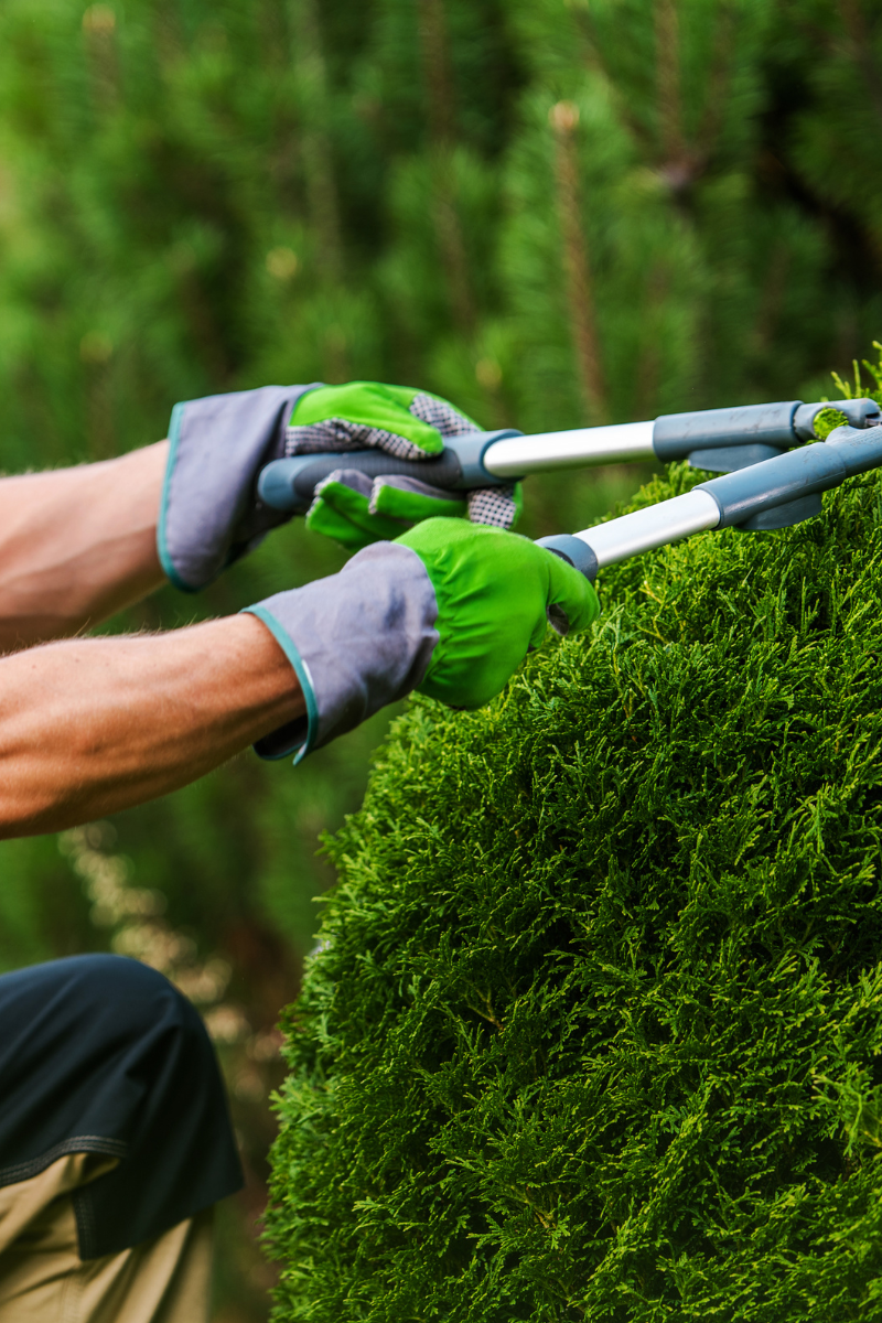 Bush Pruning by Plano tree Care